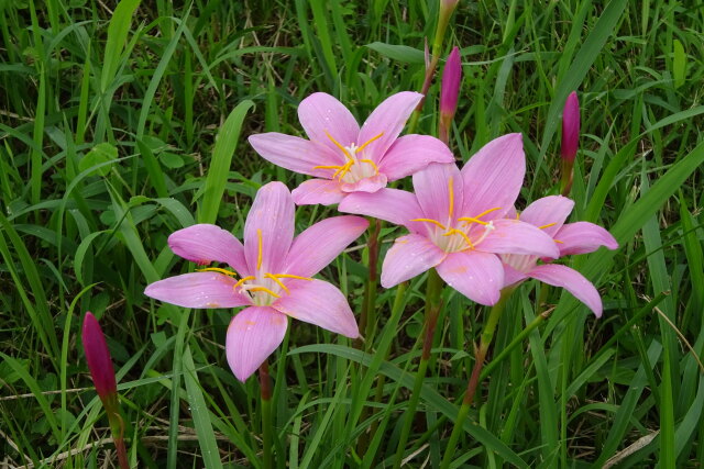 小雨に濡れて咲いている花