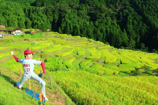 丸山千枚田と大谷選手