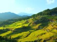 初秋の丸山千枚田