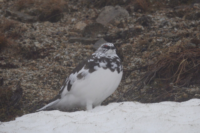 燕岳の雄雷鳥8