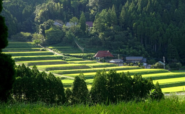 晩夏の山村棚田