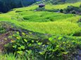 初秋の丸山千枚田