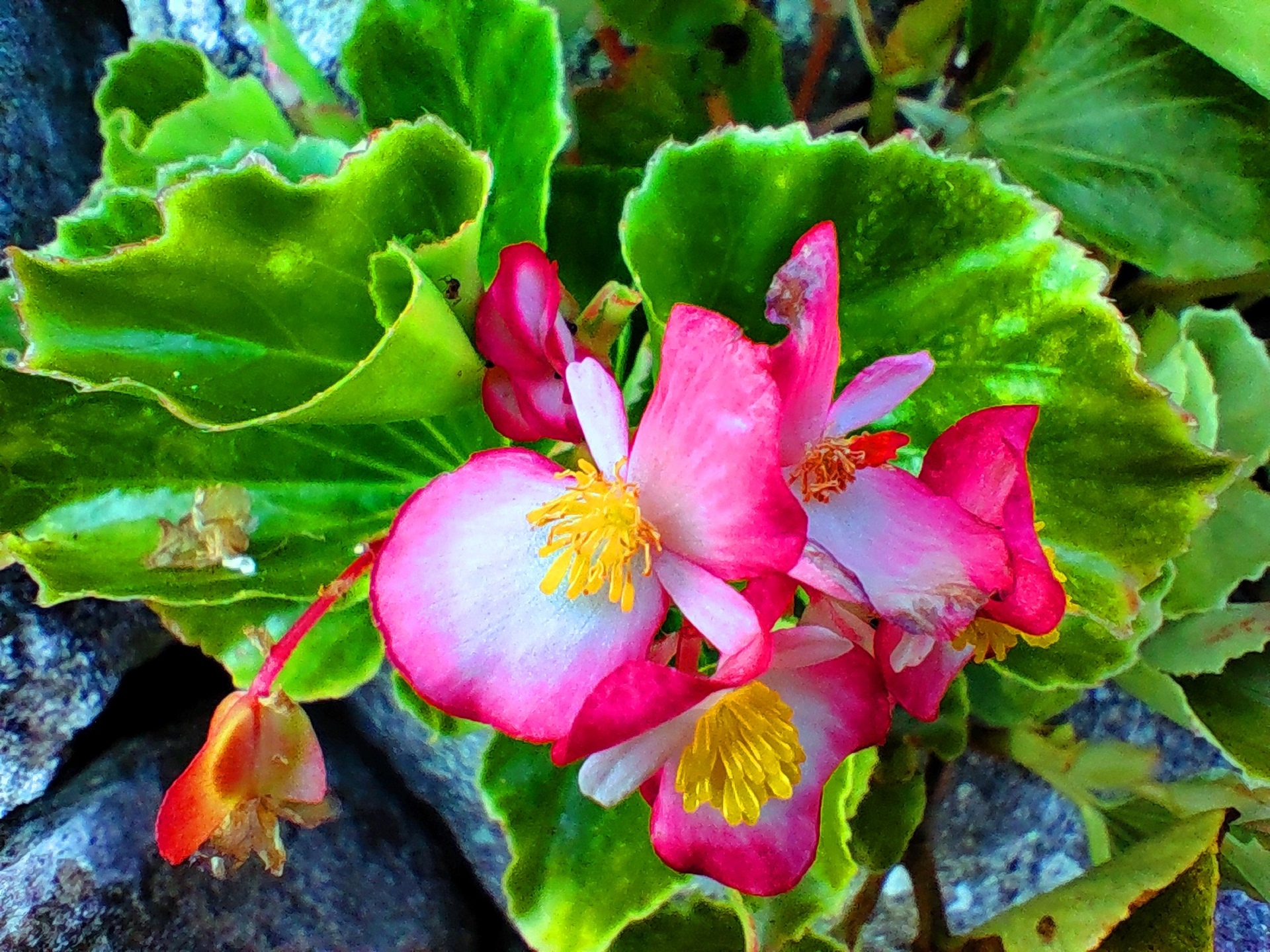 花 植物 夏の花 壁紙19x1440 壁紙館