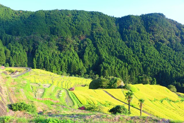 初秋の丸山千枚田