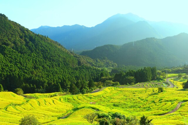 初秋の丸山千枚田