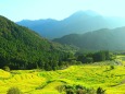 初秋の丸山千枚田