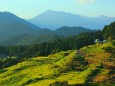 初秋の丸山千枚田