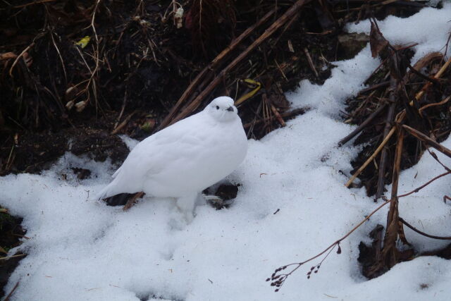 燕岳の雌雷鳥9