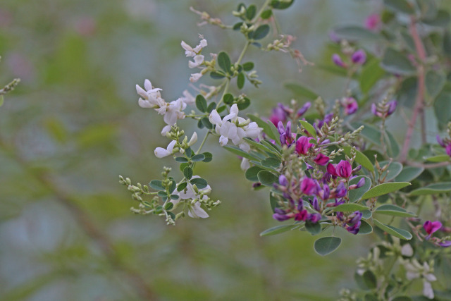 萩の花