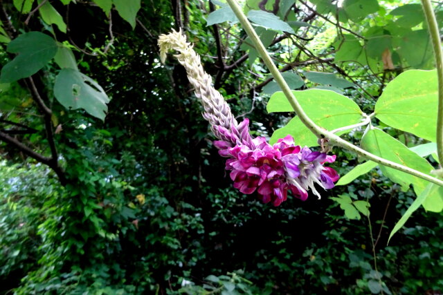 咲き始めた葛の花