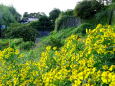 夏から秋へ里風景