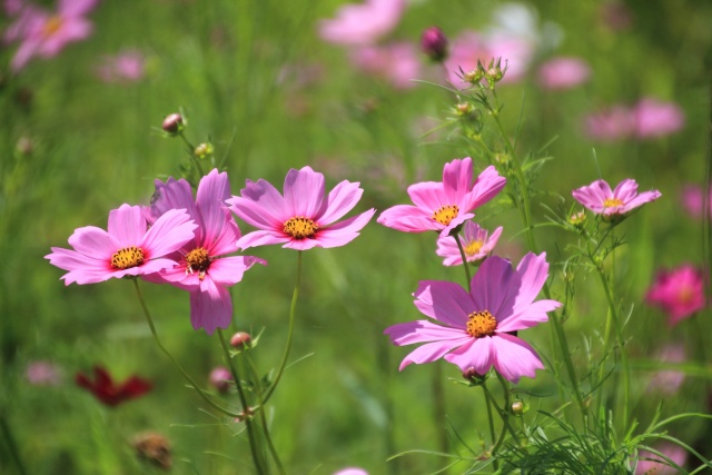 秋の花コスモス