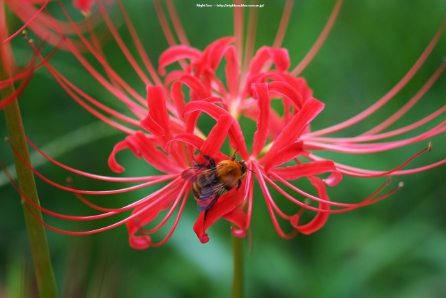 曼珠沙華