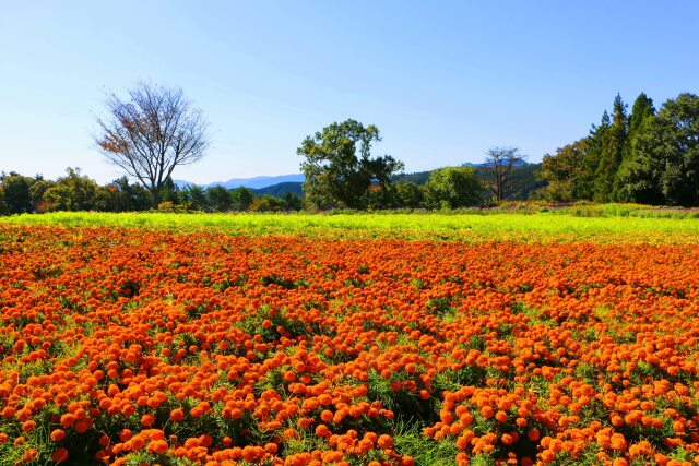 秋の花