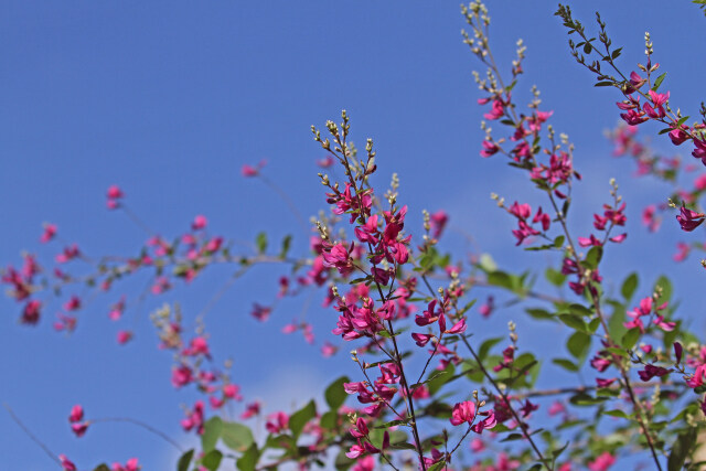 萩の花