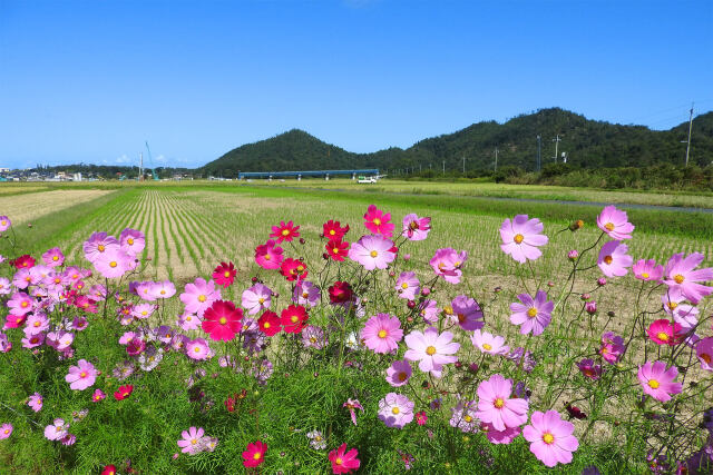 農道沿いのコスモス