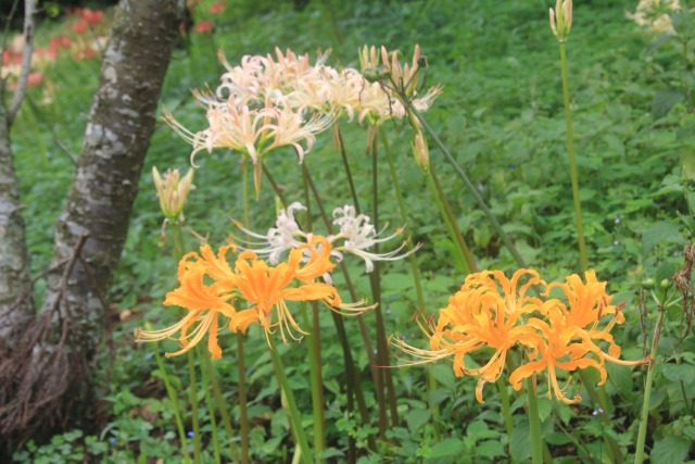 秋の花彼岸花-2