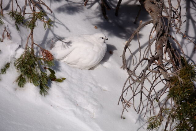 御嶽の白雷鳥