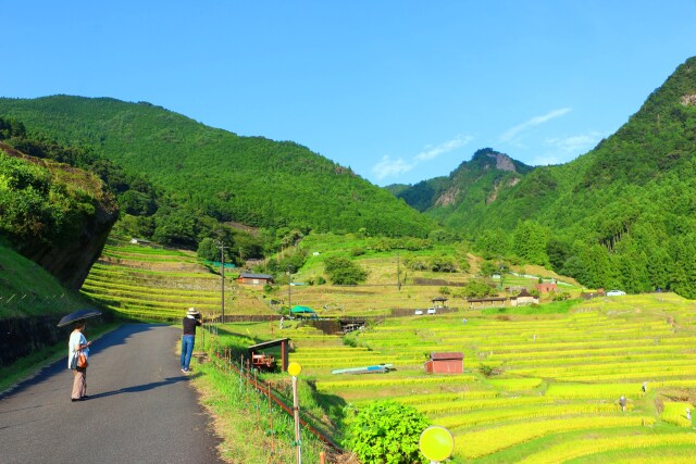 稲刈り前の棚田