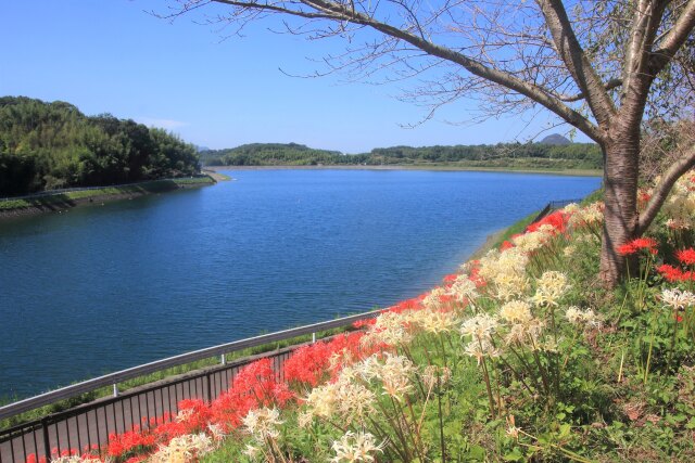 湖畔の彼岸花