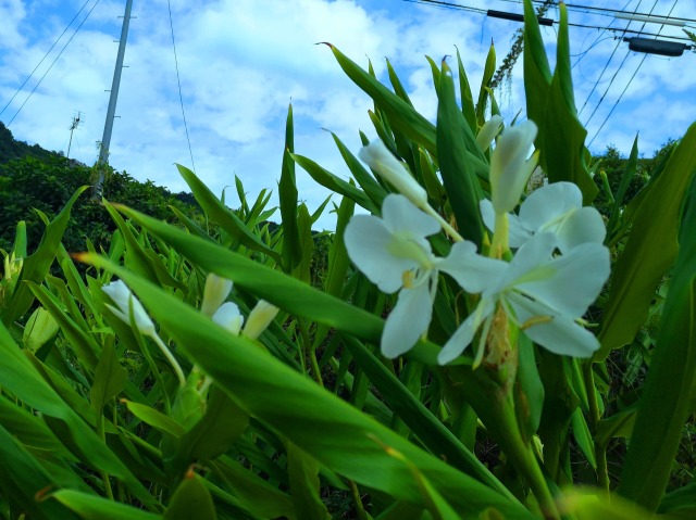 秋の花