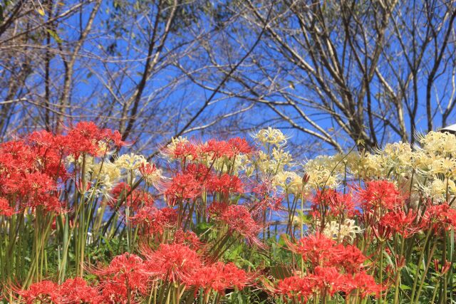 秋の花彼岸花