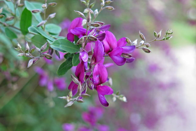 萩の花