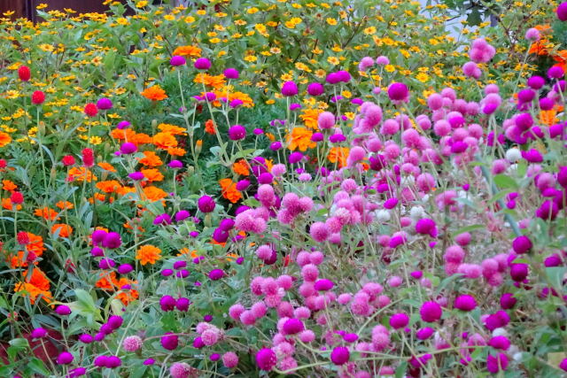 にぎやかに咲いている秋の花々