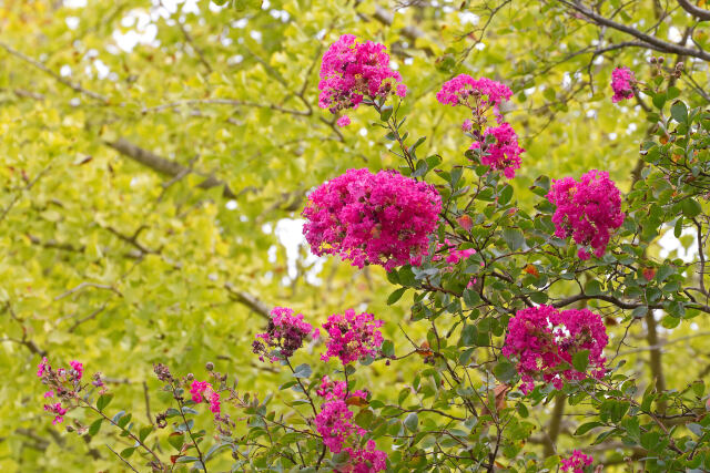 百日紅の花