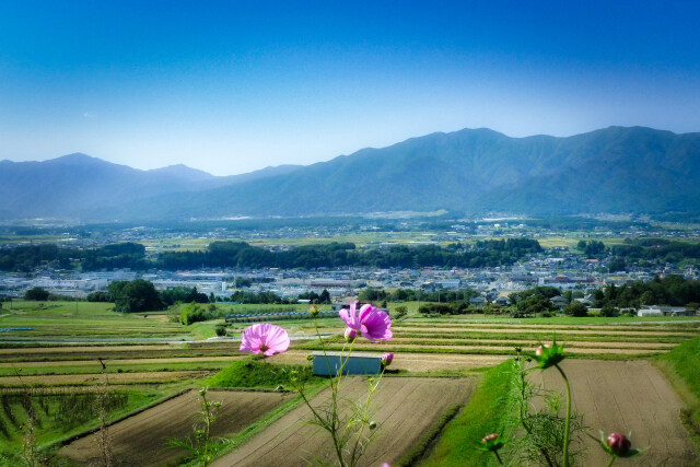 高台に咲く