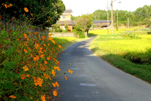 花が咲いている田舎道