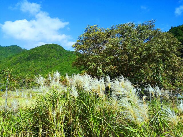 秋の里山