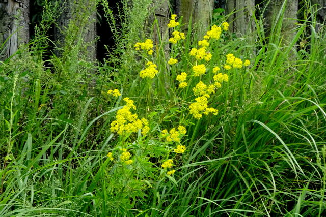 野に咲く秋の花