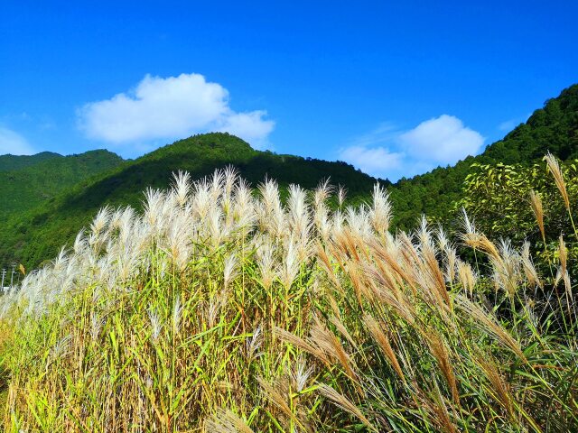 秋の里山