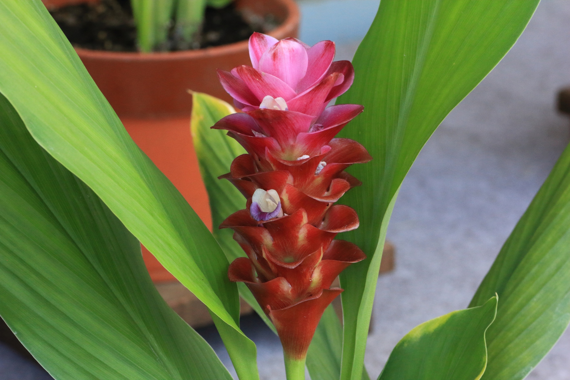 花 植物 クルクマ 壁紙19x1280 壁紙館