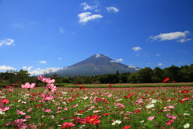 秋のお花畑