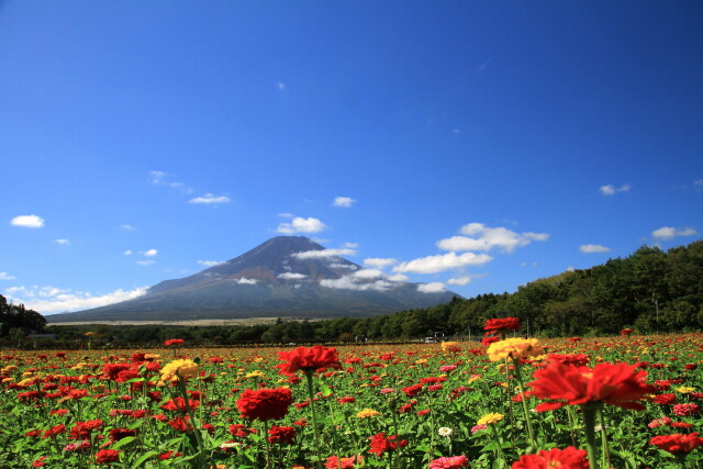 富士山&ジニア