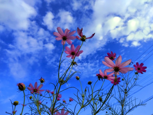 秋の空と花