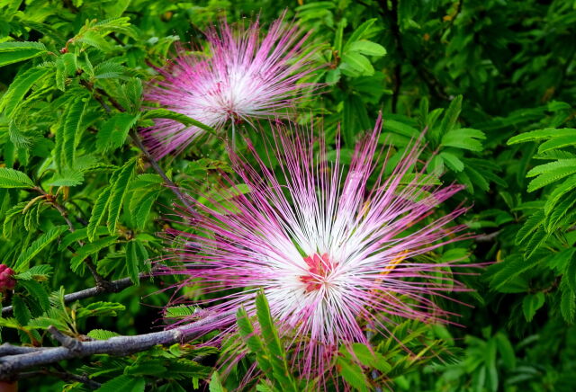 季節外れの合歓の花