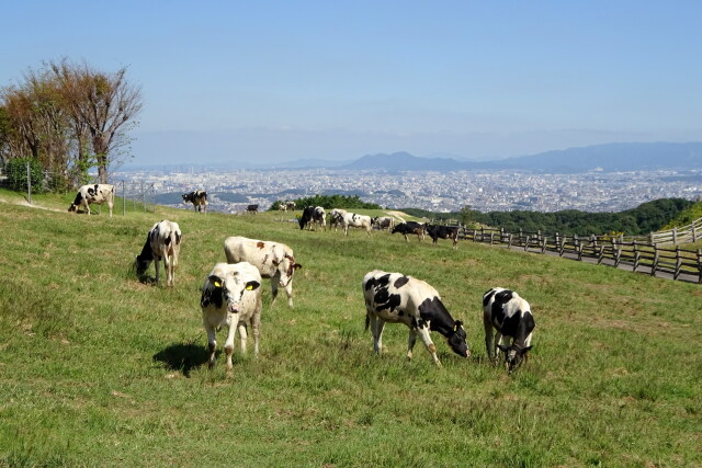 のんびり牛ちゃん山の上の牧場