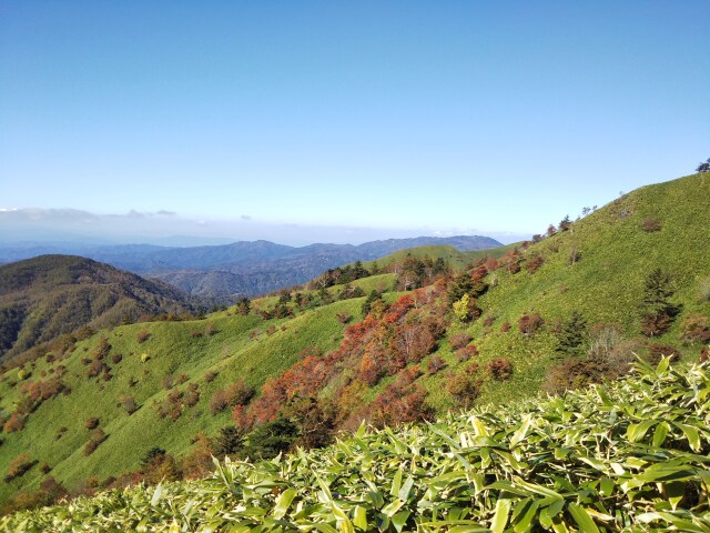 大川入山 斜面に赤羊