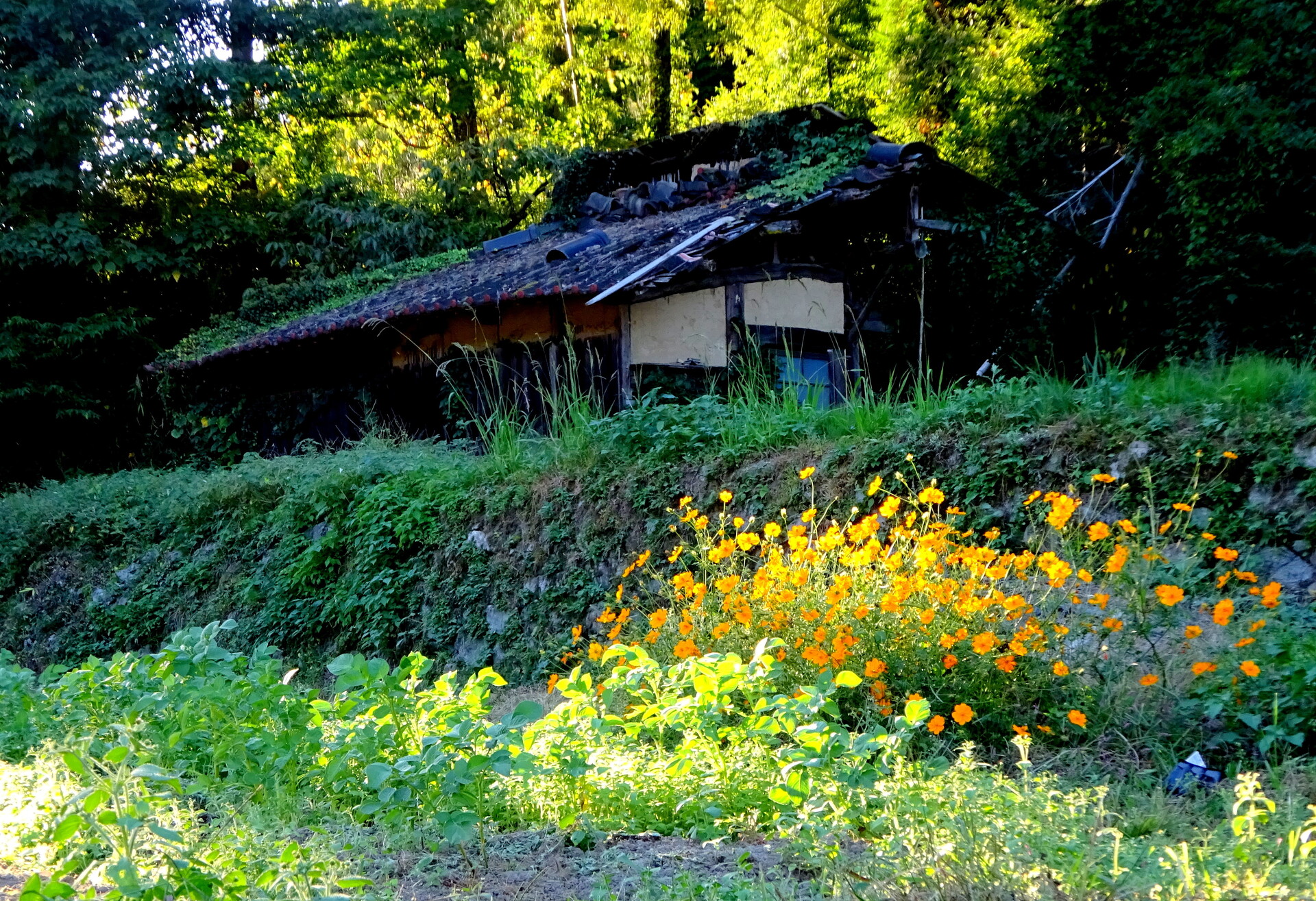 日本の風景 夕暮れが近い山間部 壁紙19x1315 壁紙館