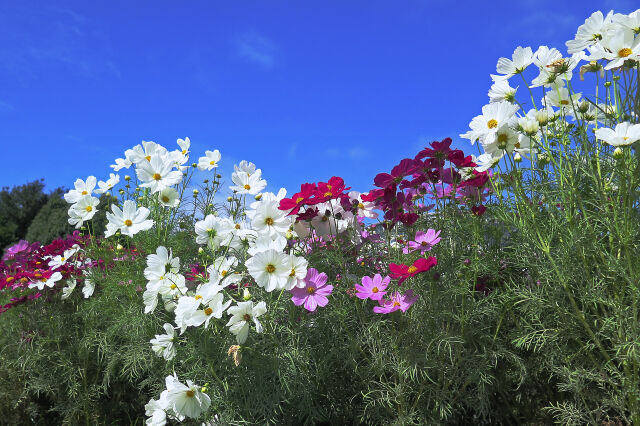 秋桜