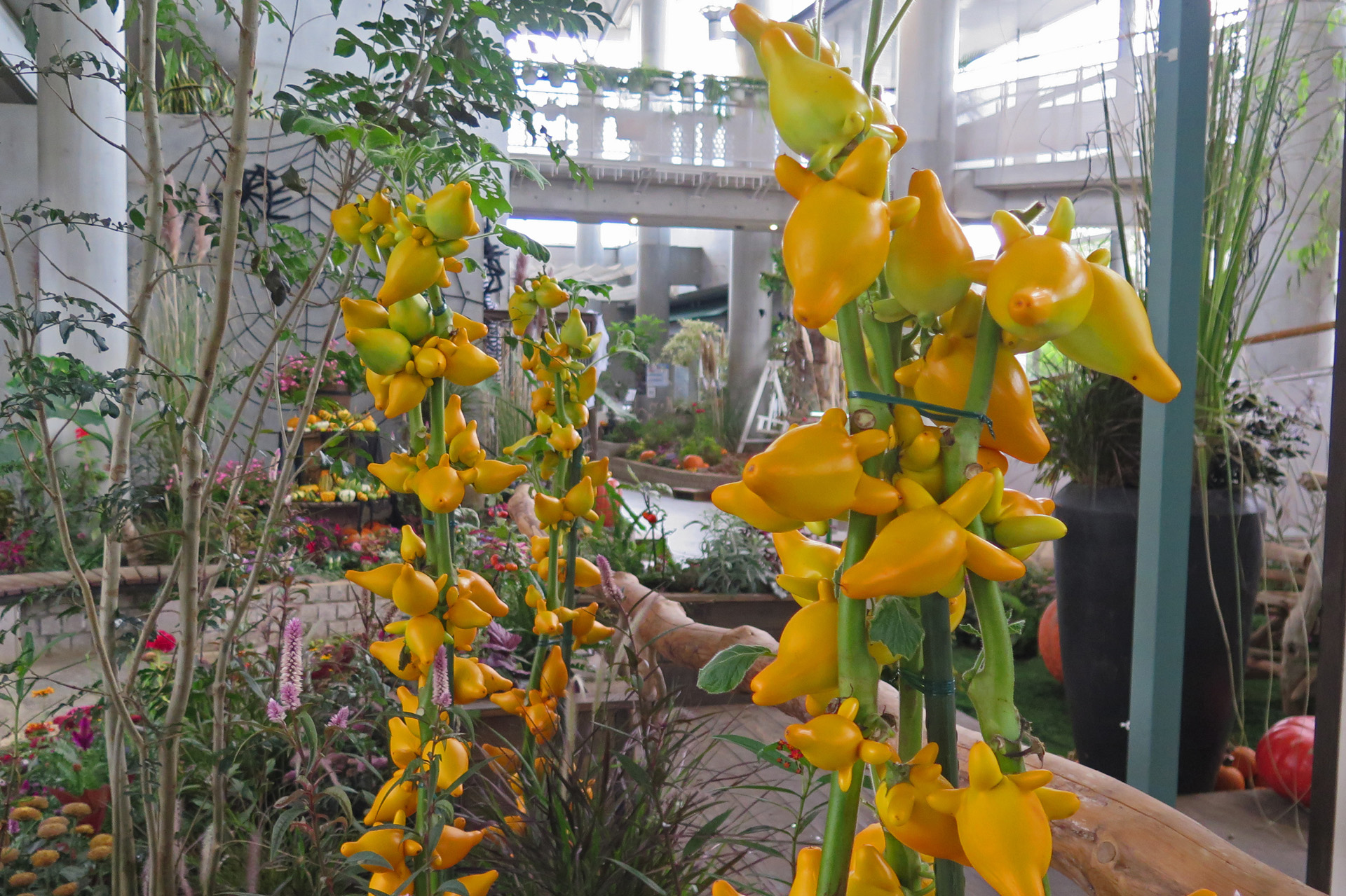 花 植物 フォックスフェイス 壁紙19x1279 壁紙館