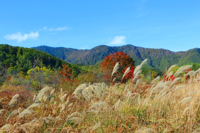 乗鞍高原秋