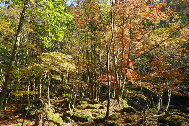 山の秋進む 8