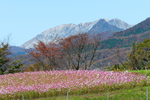 秋色に変わる大山 6