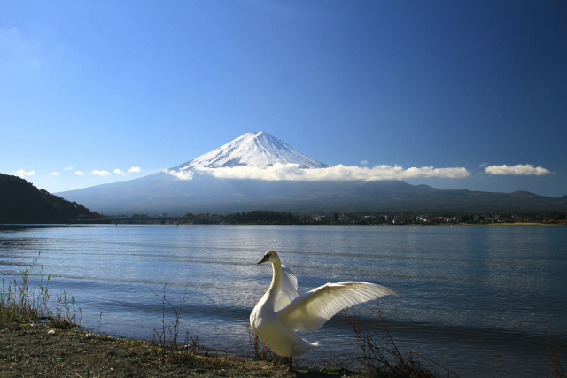 富士山&白鳥