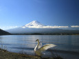 富士山&白鳥