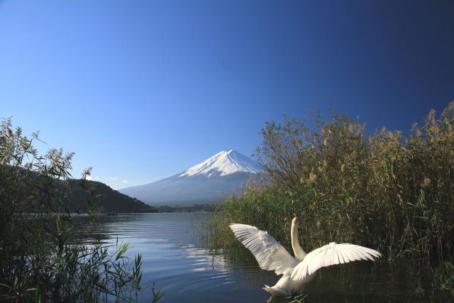 富士山に白鳥